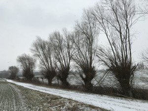 Kopfweiden